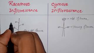 what is inflorescence  Difference between cymose and racemose inflorescencebiology class 11th [upl. by Conney]