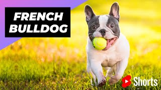 French Bulldog 🐶 One Of The Smallest Dog Breeds In The World shorts [upl. by Catlin]