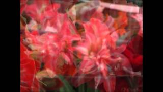 Breeders new varieties of Amaryllis [upl. by Cazzie]