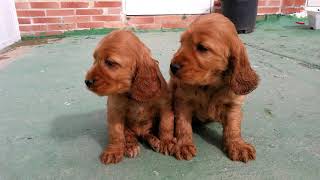 Cocker spaniel ingles 030318 camada1 [upl. by Mccartan692]