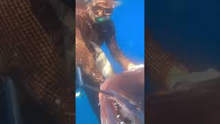 Spearfishing a GIANT Cubera Snapper  Freediving Shore Dive [upl. by Atirehc]