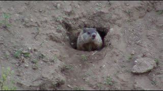 Woodchucks emerge [upl. by Lauri]