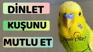 Muhabbet Kuşu Kızıştırma Sesi  Erkek yavru Sesi  Mutlu etme sesi [upl. by Nauqit]