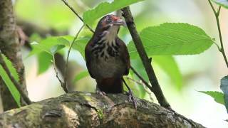 Rustycheeked scimitar babbler call 大彎嘴叫聲 [upl. by Alieka]