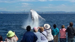 Gold Coast Whale Watching with Whale Watch Australia [upl. by Nesaj]