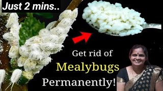 ಬಿಳಿ ಕೀಟಗಳಿಂದ ಗಿಡಕ್ಕೆ ಮುಕ್ತಿMealybug treatment on hibiscus plantshow to mealybug controlpesticide [upl. by Ralyks263]