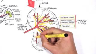 Spleen Anatomy and Physiology [upl. by Baniaz]