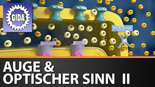 Trailer  Auge amp optischer Sinn II  Biologie  Schulfilm [upl. by Lose501]