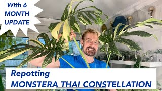 MONSTERA THAI CONSTELLATION  Repotting a Monstera with 6 month update  plant repotting [upl. by Ahsenor]