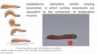 Locomotion of soft bodied invertebrates Part 02 [upl. by Connett6]