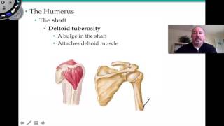 Scapula and Clavicle  Shoulder Girdle  Anatomy Tutorial [upl. by Snave295]