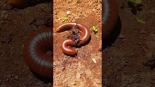 Ooopss🤭🤭 millipedes kaki seribu tidur kembali  shortsvideo millipede kakiseribu centipede [upl. by Ahsirek]