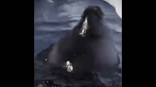 The Baikal seal dance [upl. by Einnal]