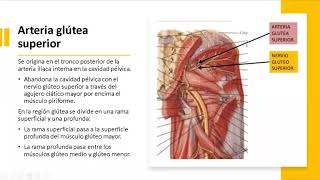 REGIÓN GLÚTEA Vascularización drenaje linfático e inervación [upl. by Treborsemaj]