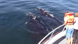 Whale Watching with Hermanus Whale Watchers [upl. by Neely]