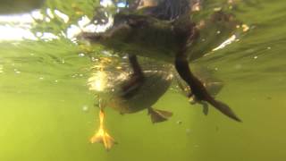 Amazing Ducklings SwimmingUnderwater View [upl. by Purington]