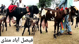 Faisalabad bakra mandi new updates beetal milking goats haider tv vlog [upl. by Orelle]