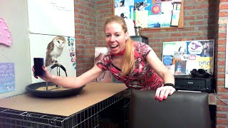 My owl reacts to me whiping the white board clean [upl. by Yrrehs]