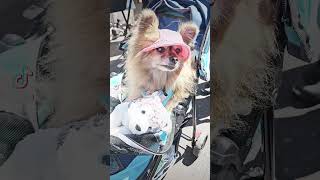 Doylestown Arts Festival 2024 doylestown pennsylvania dog dogsoftiktok [upl. by Adnoved]