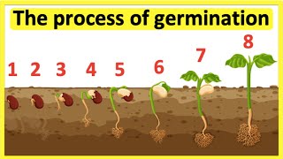 Animation 141 Seed germination [upl. by Lohrman]