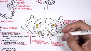 Neurology  Motor Pathways [upl. by Aisatsanna]