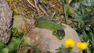 Musker berdea  Lagarto verde occidental  Lacerta bilineata [upl. by Unam816]