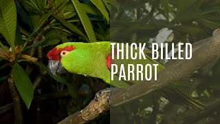 Thick Billed Parrot Rhynchopsitta Pachyrhyncha [upl. by Munniks]