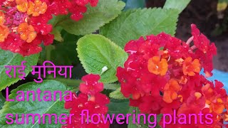 Lantana plant 🌼🌸 👉Growing and Caring method Best👍💯 Summer flowering plants [upl. by Nnanerak]