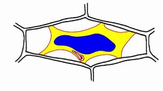 plasmolyse [upl. by Leland]