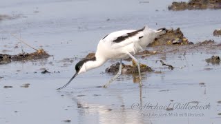 Pied Avocets Recurvirostra avosetta  Säbelschnäbler 2 [upl. by Lainey819]