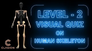 Human Skeleton System  Level 02 [upl. by Ainezey103]