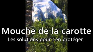 Mouche de la carotte les solutions pour sen protéger  Les 4 Saisons du jardin bio [upl. by Candida625]