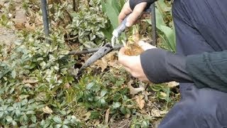 How to Use Bone Meal for Daffodils  Tulips Daffodils amp More [upl. by Hettie]