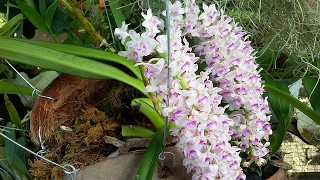 Rhynchostylis retusa vanda alliance species orchid of Asia [upl. by Orravan752]