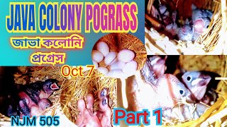 JAVA SPARROW COLONY POGRASS । জাভা পাখি কলোনি প্রগ্রেস । পার্ট 1 Njm505 [upl. by Chiang]