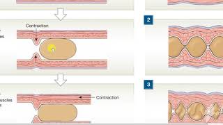 Peristalisis Vs Segmentation 2 [upl. by Felecia]