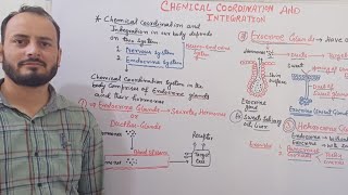 Endocrine Exocrine and Heterocrine Glands  Class 11th Biology NEET [upl. by Roxie557]