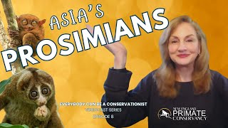 Asias Prosimians—Lorises and Tarsiers Episode 8 [upl. by Anida288]