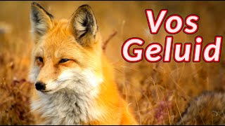 Vos klinkt 🦊 Keffende vos [upl. by Witkin35]