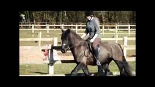 Fell Pony in a AH Saddles Traditional WH Saddle [upl. by Tecla]