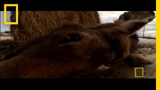 Ticks Can Kill Moose  National Geographic [upl. by Keane647]