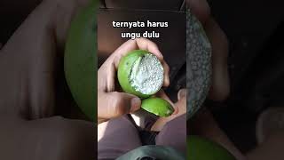 Sawo ungu  saking penasaran kita coba makan Zonk harus warna ungu baru enak [upl. by Azer172]