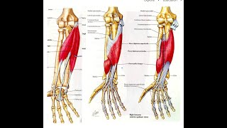 Anterior compartmentMuscles of the forearm [upl. by Vivianna]