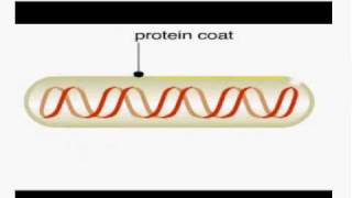 Phage display method [upl. by Rosenblum]