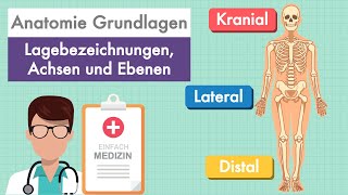 Anatomie Grundlagen  Lagebezeichnungen und Ebenen am Körper einfach erklärt [upl. by Mindi509]