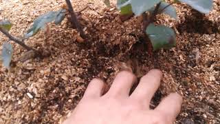 Propagation Apple Rootstock Layering Part 2 [upl. by Nyladnar]