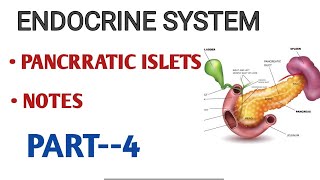 PANCREATIC ISLETS NOTES ENDOCRINE SYESTEMPART4ANAYOMY amp PHYSIOLOGY [upl. by Yboc]