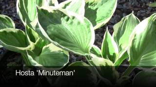 12 Best Easy Care Hostas  Must Have Fast Growing Hosta Varieties for Garden and Container [upl. by Huntlee]