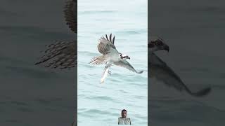 Osprey carrying a huge fish 14 wildlifephotoghraphy birds wildlife ospreys [upl. by Durrace418]