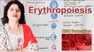 Erythropoiesis l Site l Stages of development l Factors affecting erythropoiesis bloodphysiology [upl. by Wj]